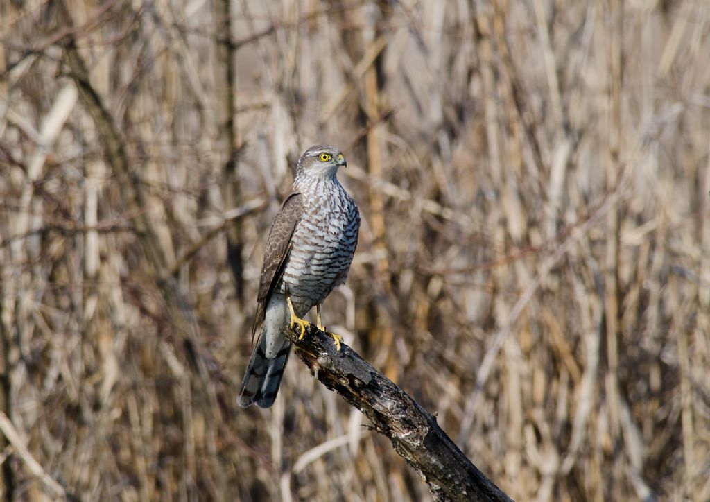 Sparviere (accipiter nisus)